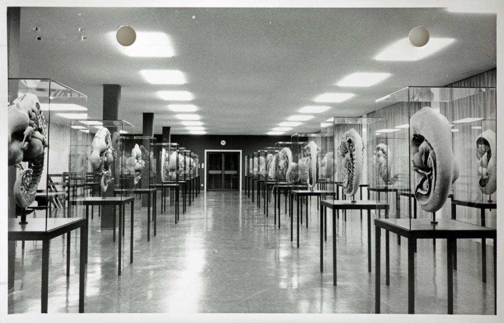 Blick in den Sammlungsraum der Anatomie ca. 1964.